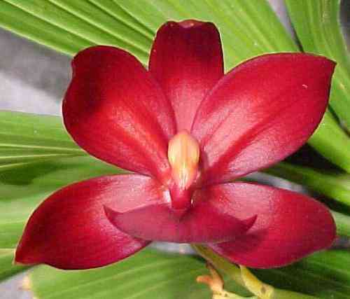 Cycnodes Wine Delight 'JEM' FCC-AOS